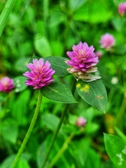 Gomphrena celosioides