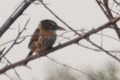 Nystalus maculatus