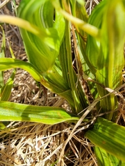 Pterostylis australis