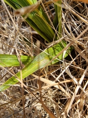 Pterostylis australis