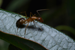 Camponotus substitutus