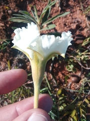 Mandevilla petraea