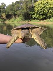 Apalone spinifera pallida