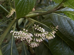 Tournefortia filiflora