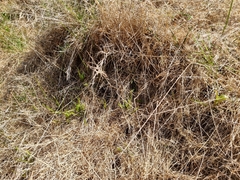 Pterostylis australis