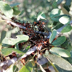 Pachylis nervosus