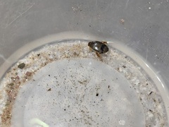 Thermonectus nigrofasciatus nigrofasciatus