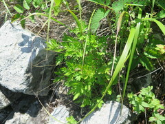 Patrinia rupestris