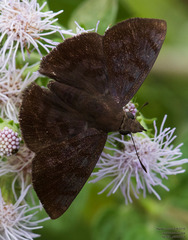 Pellicia arina