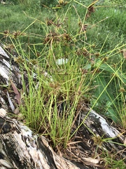 Cyperus