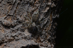 Saitis variegatus