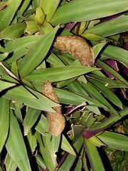 Veronicella sloanii