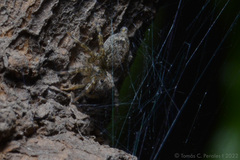 Saitis variegatus