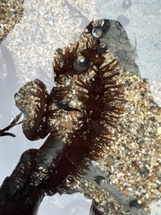 Prionitis lanceolata