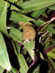 Veronicella sloanii