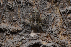 Saitis variegatus