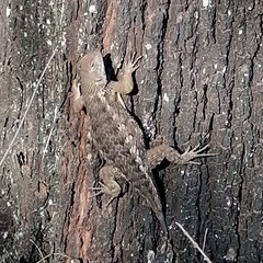 Sceloporus albiventris
