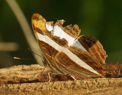 Adelpha fessonia