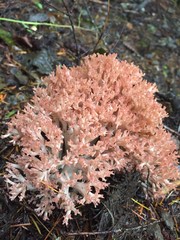 Ramaria botrytis