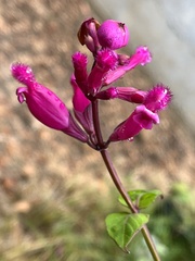 Salvia involucrata