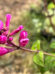 Salvia involucrata