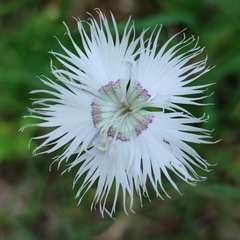 Dianthus hyssopifolius