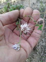 Jasione maritima