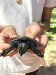 Apalone spinifera pallida