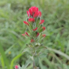 Castilleja arvensis arvensis