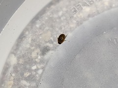 Enochrus