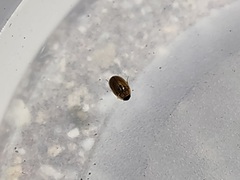 Enochrus