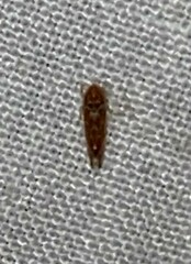 Erythroneura rubra