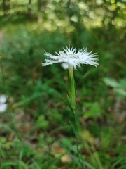 Dianthus hyssopifolius