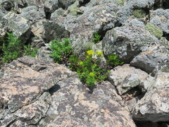 Patrinia rupestris