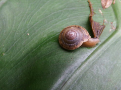 Aegista
