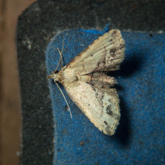 Acygnatha terminalis