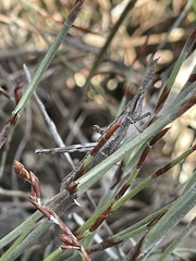 Vandiemenella viatica