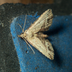 Acygnatha terminalis