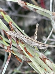 Vandiemenella viatica