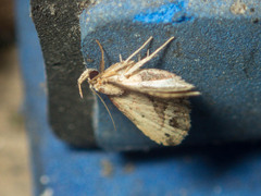 Acygnatha terminalis