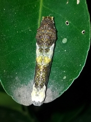 Heraclides homothoas