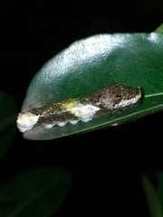 Heraclides homothoas