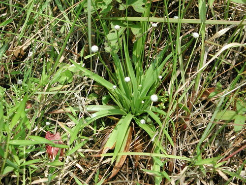 Eriocaulon sexangulare iNat (1)