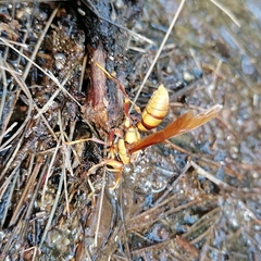 Polistes carnifex carnifex