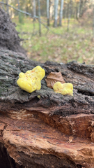 Laetiporus gilbertsonii