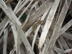 Stenocercus modestus