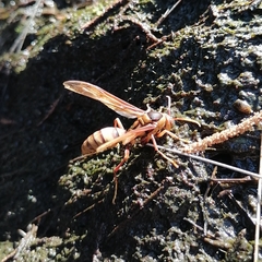 Polistes carnifex carnifex