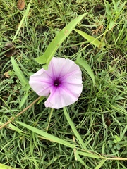 Ipomoea aquatica