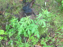 Patrinia scabiosifolia