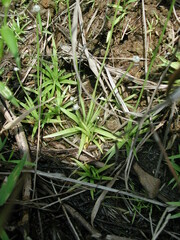 Eriocaulon nepalense